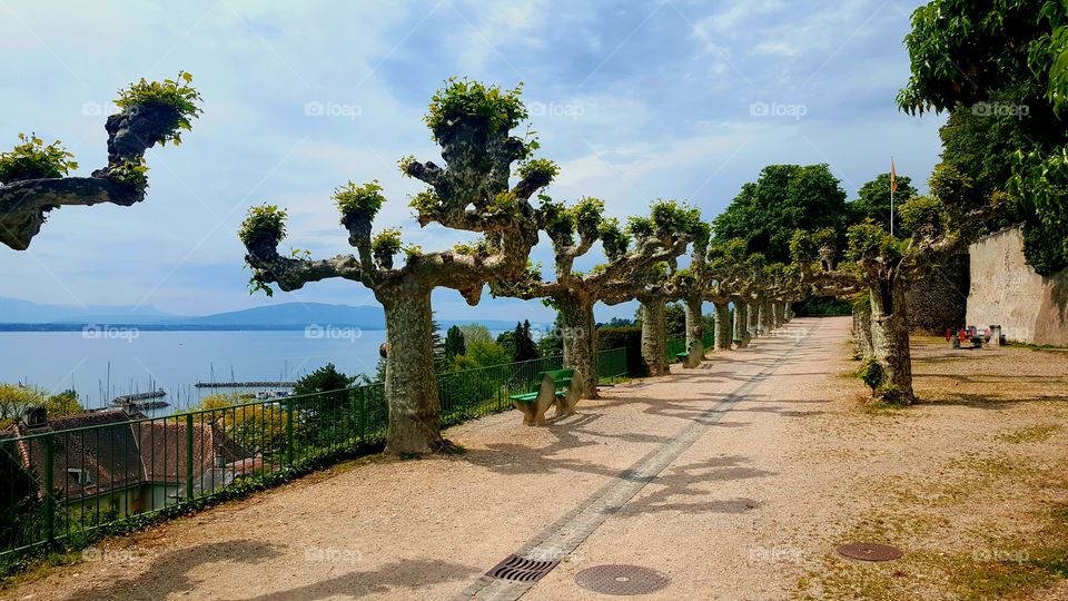 Tree Prominade. The wonderful trees of Lake Geneva