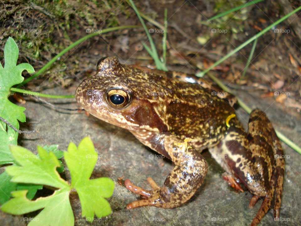 nature frog by perimack62