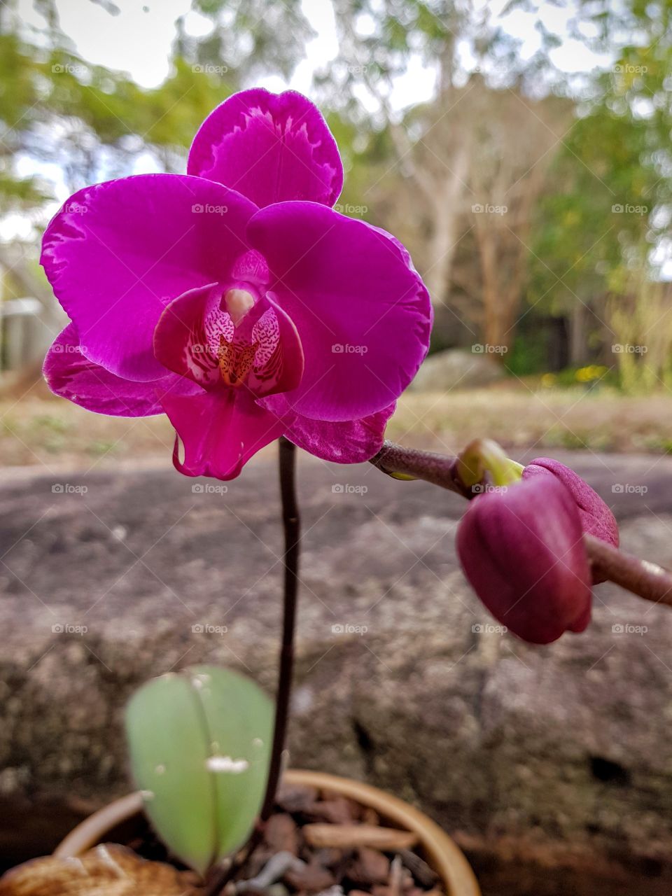 Dad's orchid