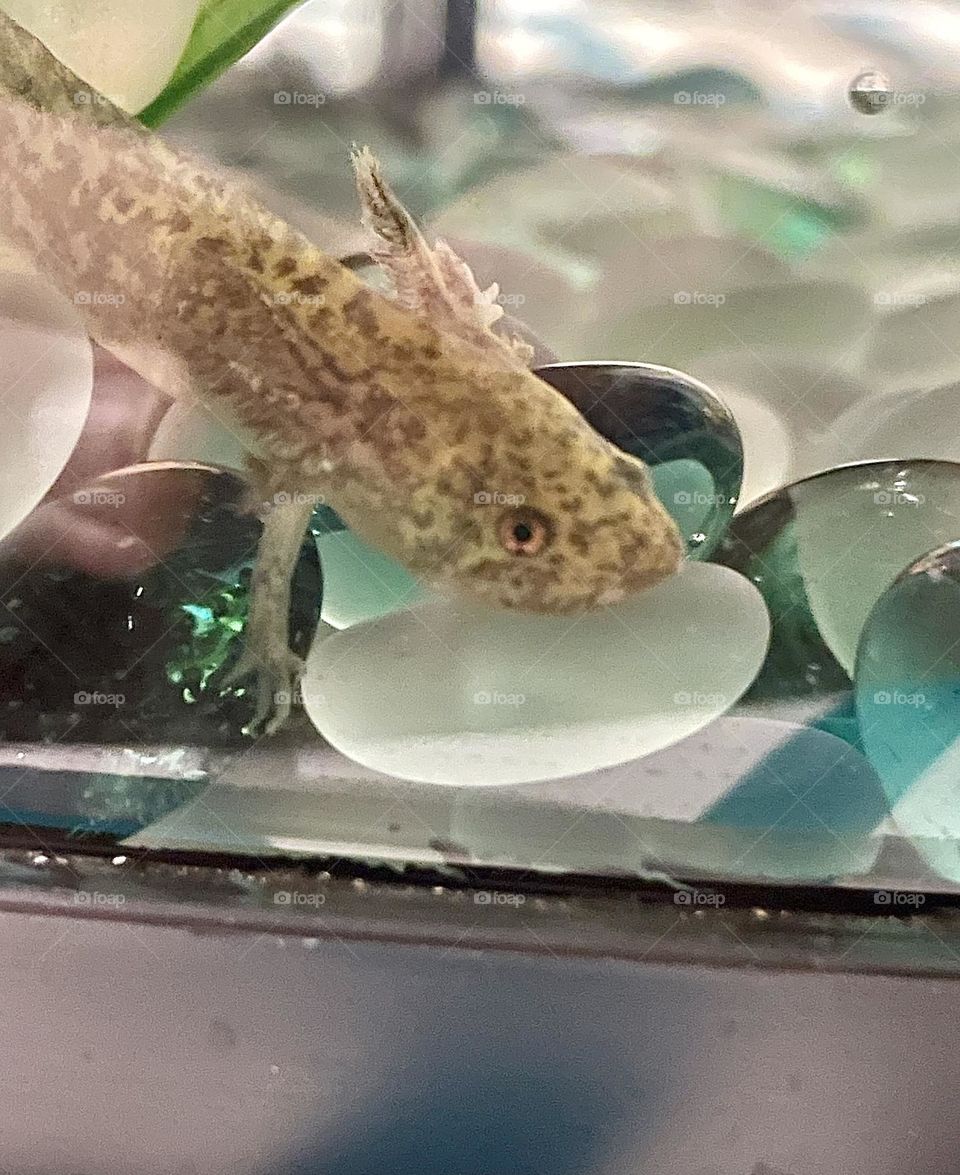 A photo of a green Axolotl climbing on the rocks. 