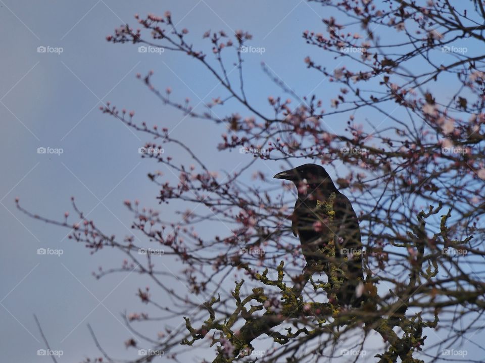 Behind the blossoms