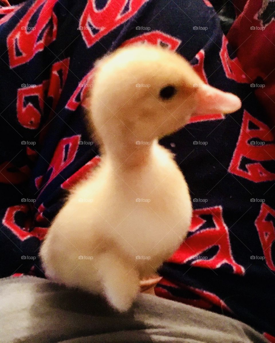 Hooves to Freedom Equine Therapeutic Riding Center’s newest addition for pet therapy...cute little duckling. 