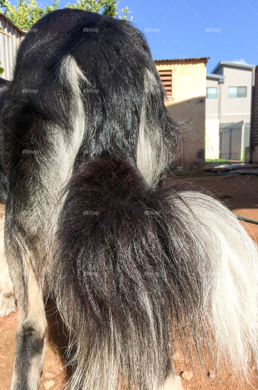 Border collie sheepdog tail and backside 