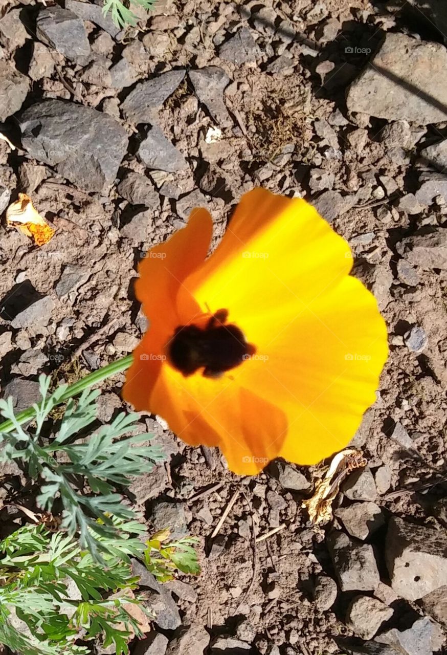 flower in the gravel