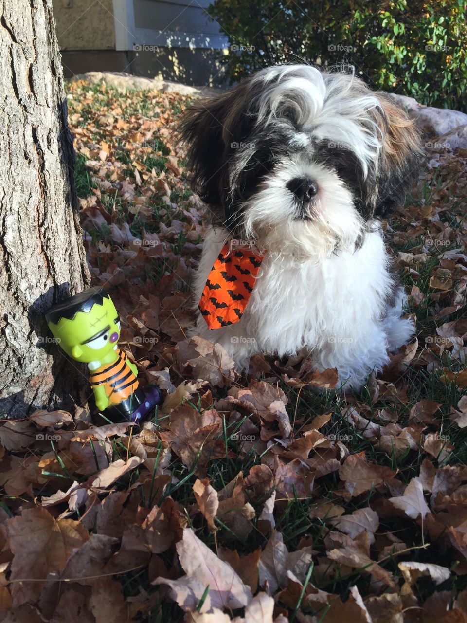 McCoy is ready for Halloween! 