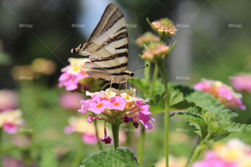 colorful butterfly