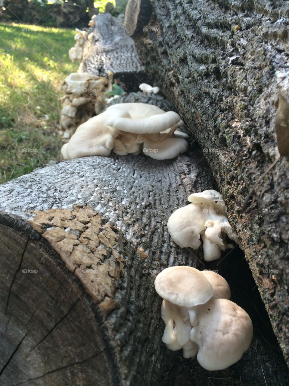 Logs and Fungi
