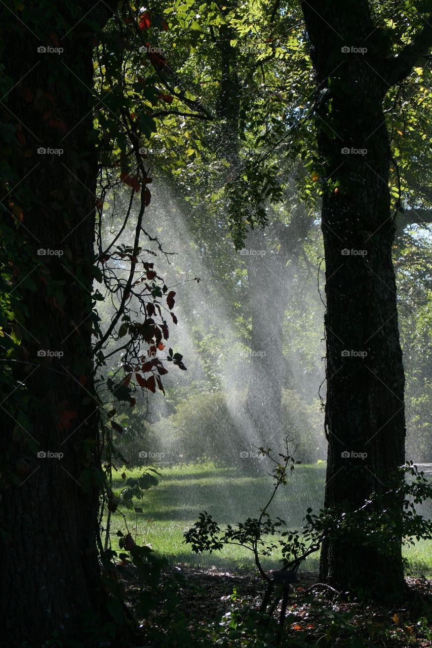 Mist Between the Trees