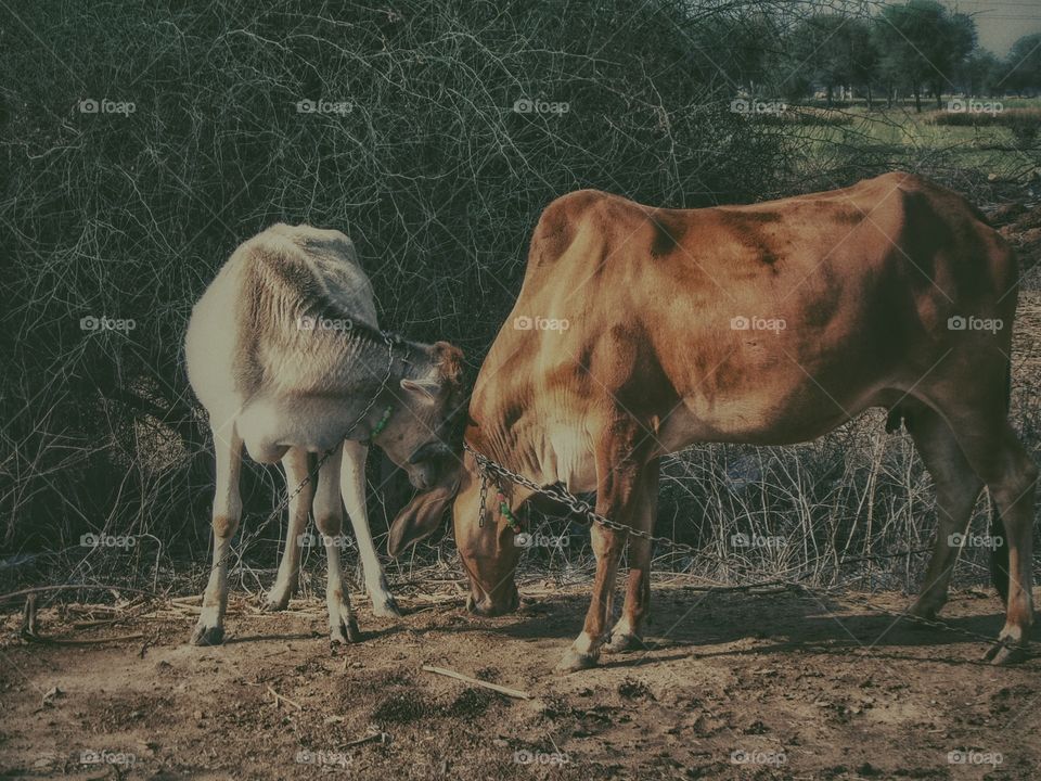 cattle tied aside the road