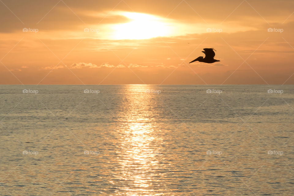 Silhouette of pelican flying over the ocean at sunset 