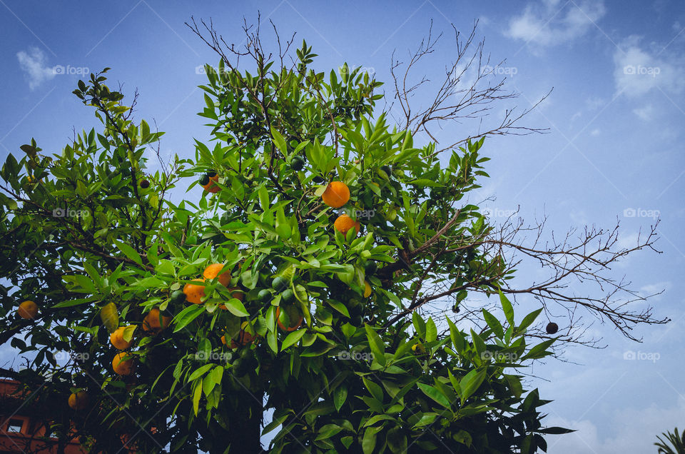 Close-up of orange growing on tree