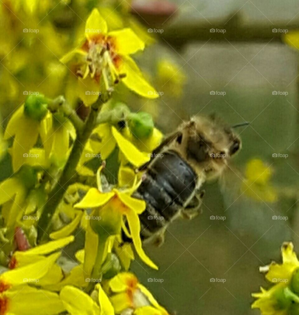 incredible bees