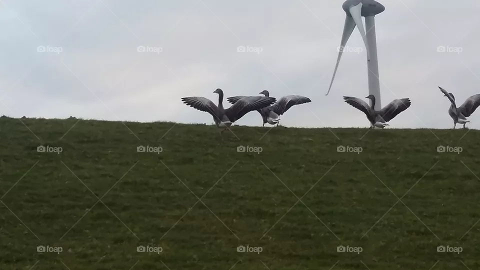 Birds flying away from us