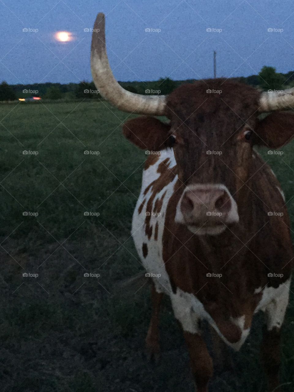 Longhorn 