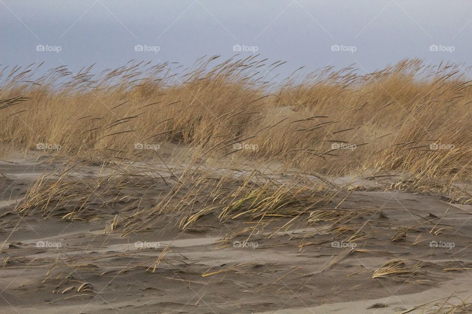 Sand and grasses