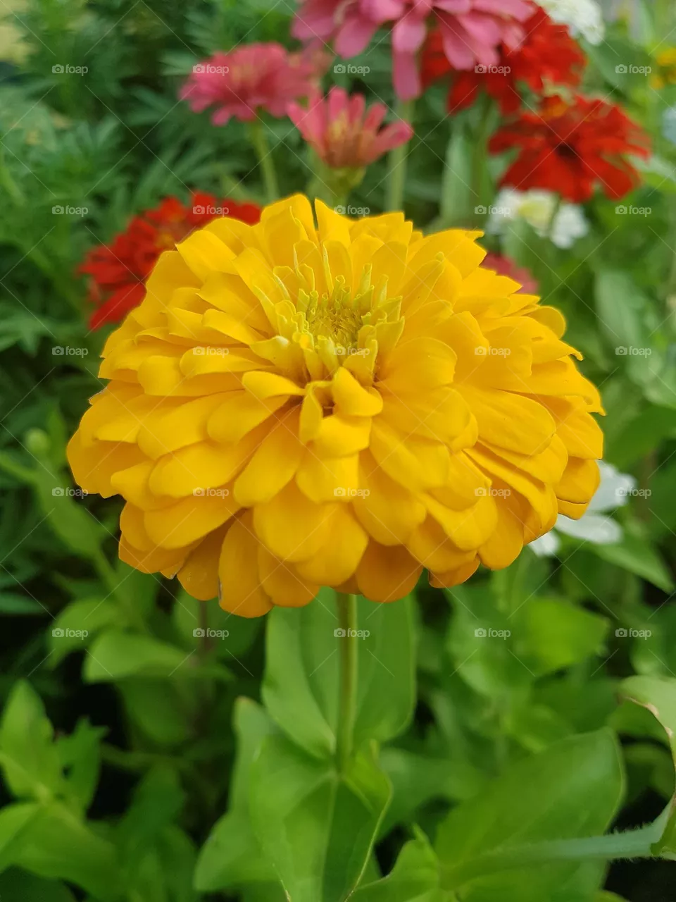 Zinnia in the garden