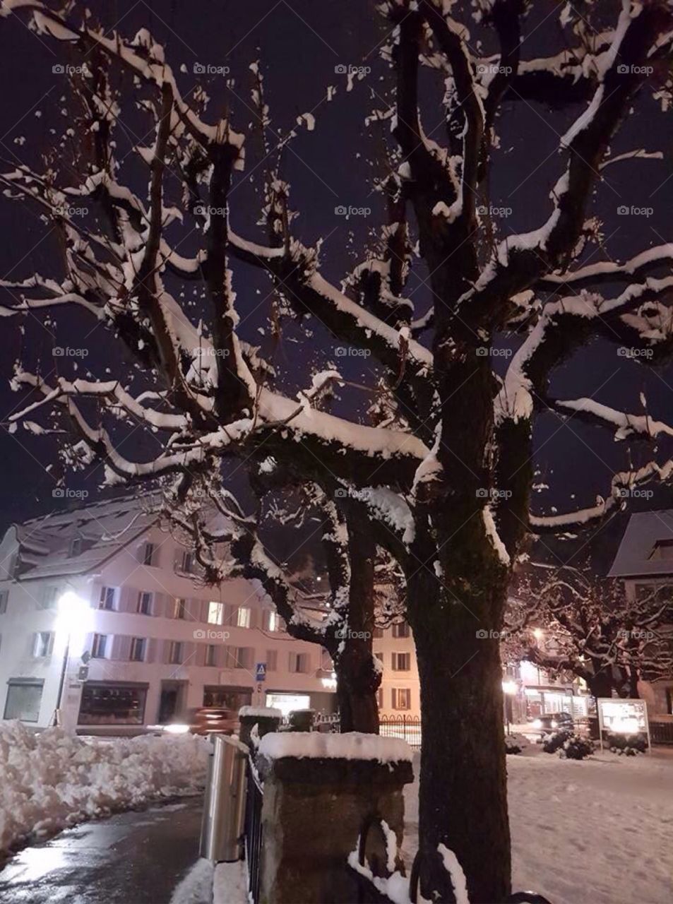 Lonely snow tree 