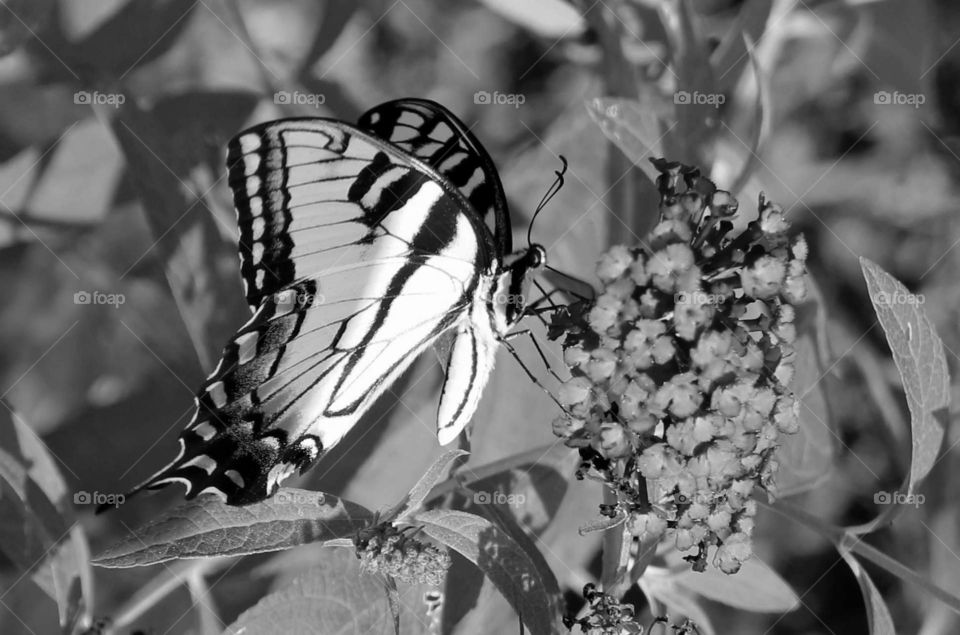swallowtail butterfly in black and white