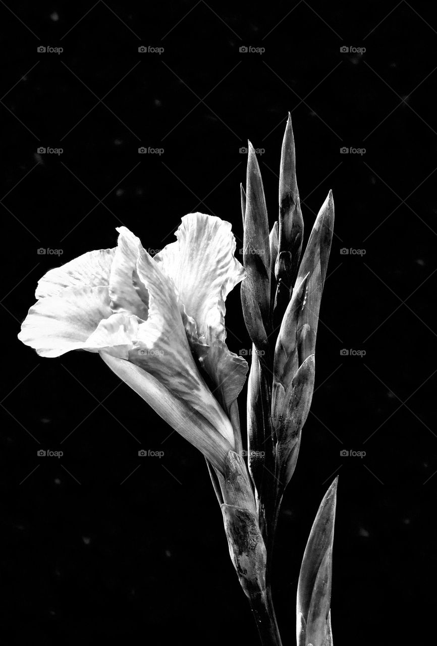 BW flower 