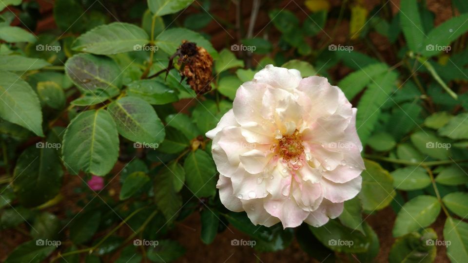 Roseira com rosa branca, com suaves cores rosadas.