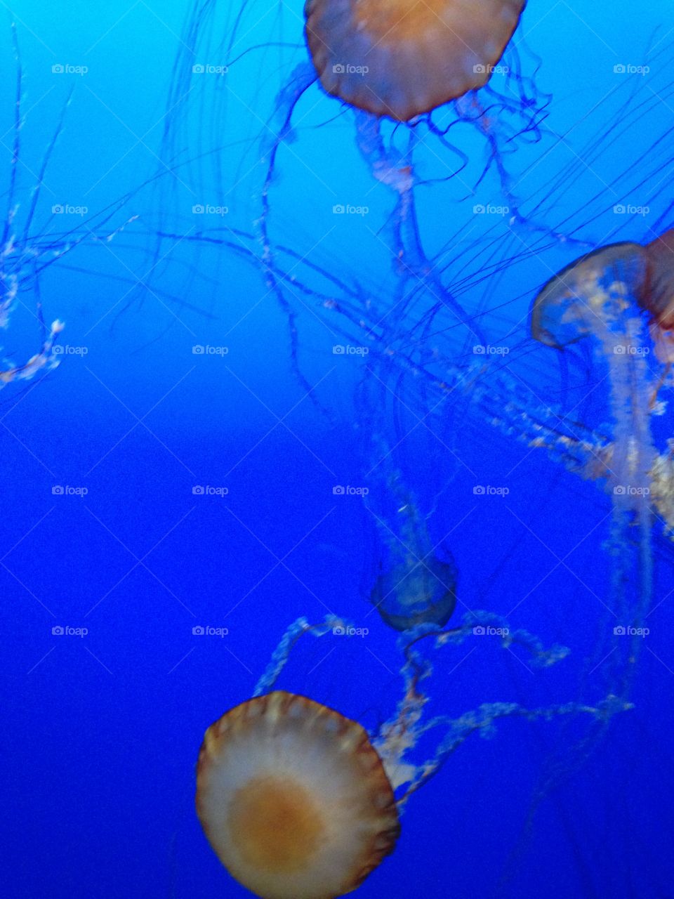 Underwater, Jellyfish, Aquarium, Fish, Tropical