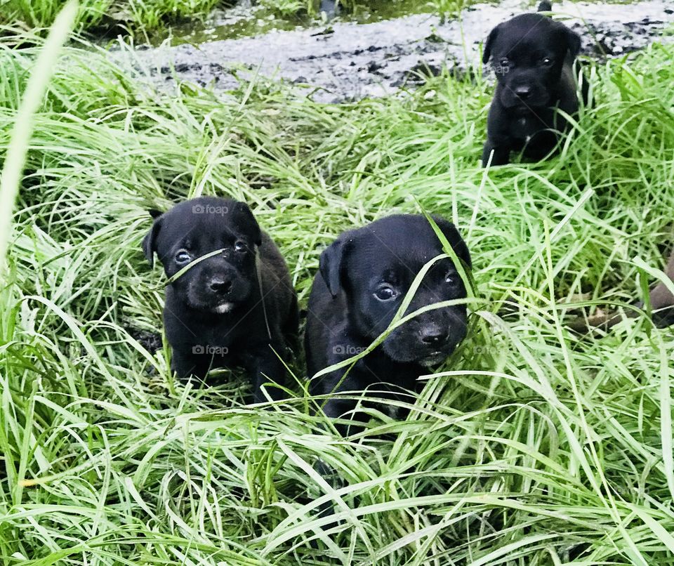 Four week old Black Chocolate Labrador and Pitt Bull mix puppies playing in the grass in the South Georgia woods. 