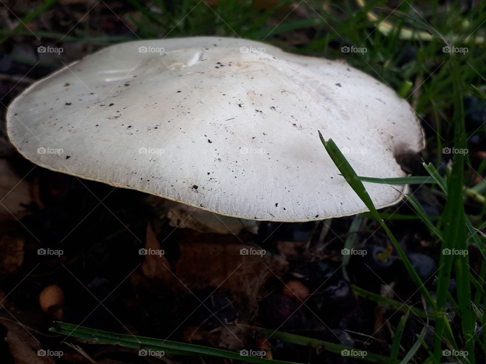 Mushroom, Fungus, Fall, Toadstool, Nature