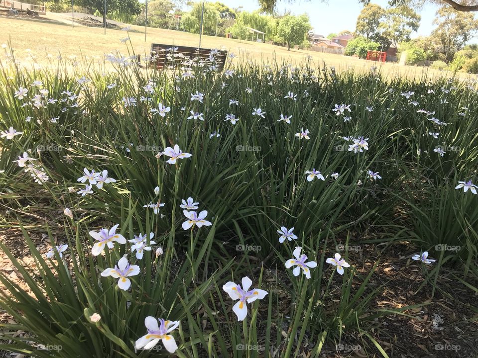 Perennial flower at Mentone Duck Park Melbourne Australia 