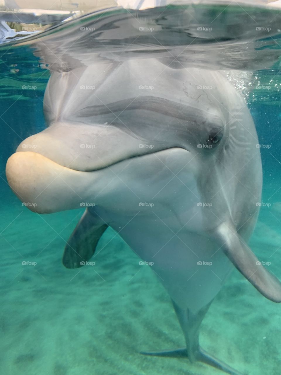 #day74 111319 SeaWorld Orlando.  Meet baby dolphin, Storm! Join me in the fun @Selsa_Susanna highlights or https://www.facebook.com/selsa.susanna