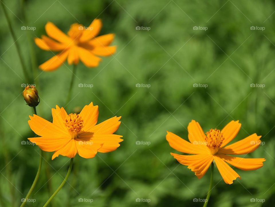 yellowcosmos. yellowcosmos