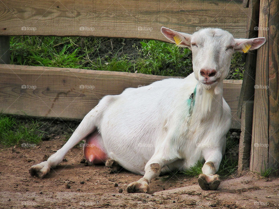 Relaxing Goat