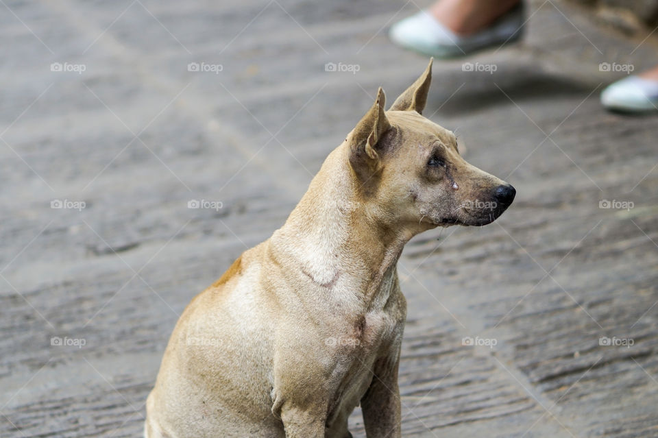 Thai dog