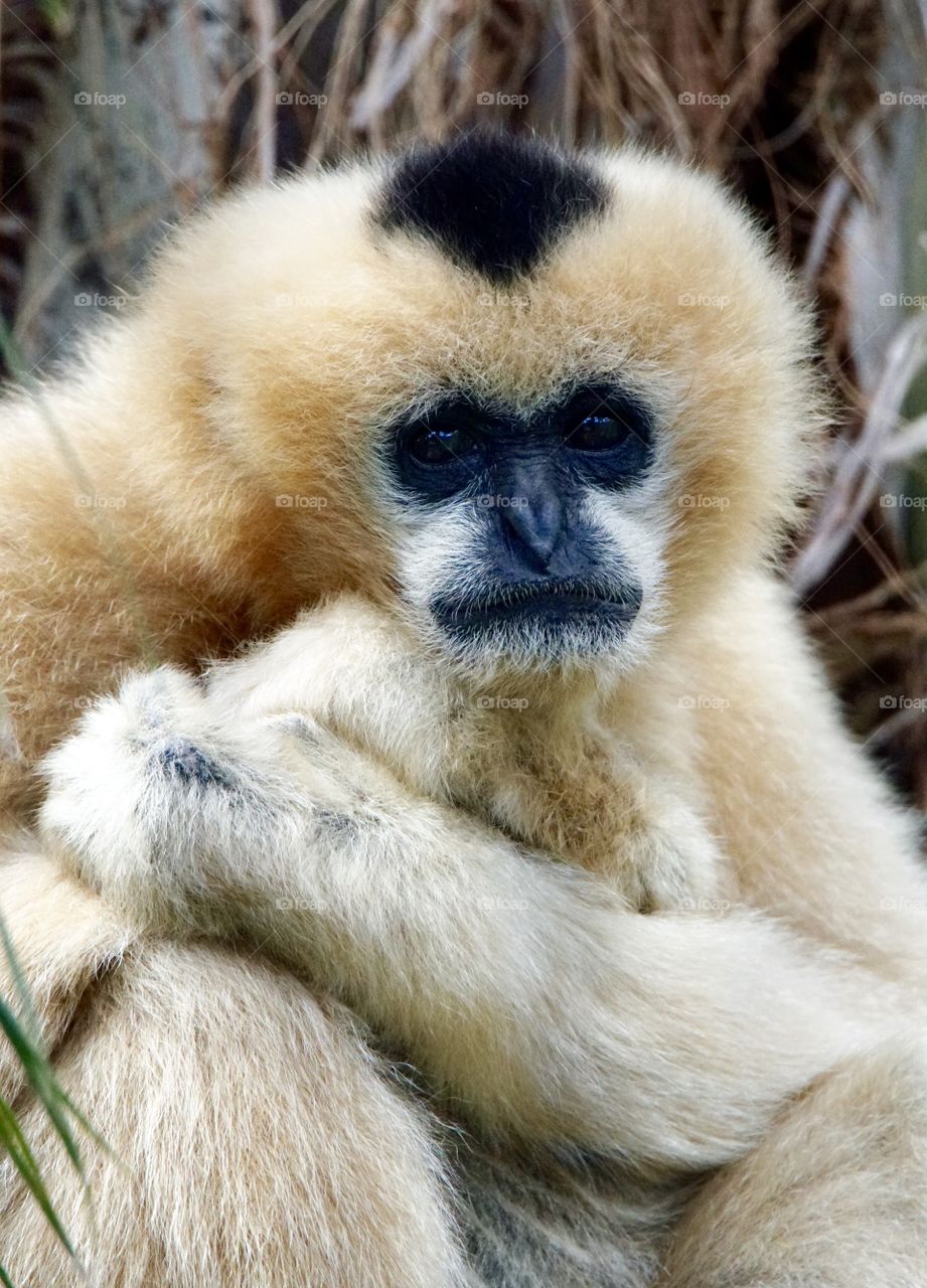 Female White Cheeked Gibbon