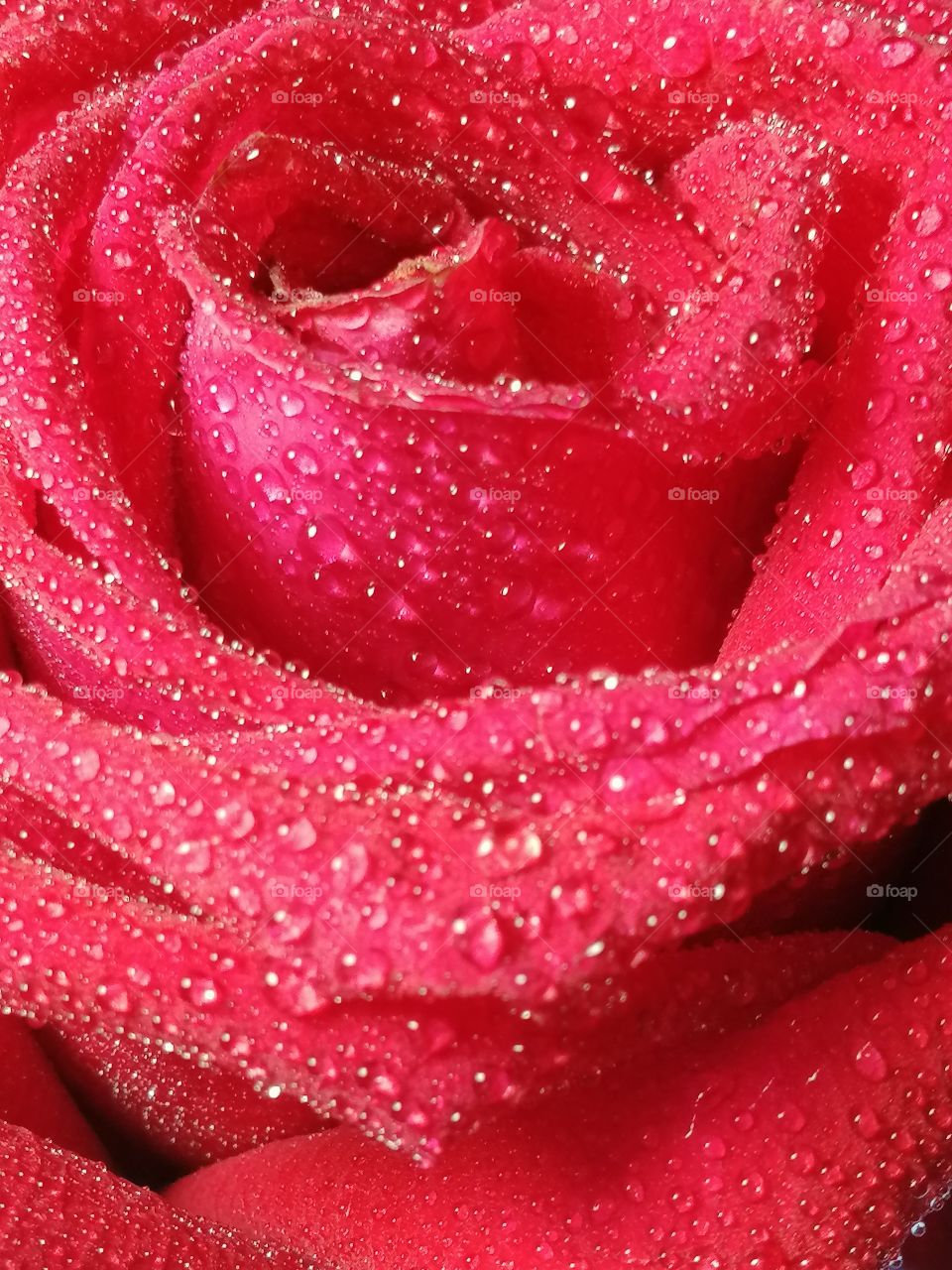 Red​ rose closeup by​ smartphone