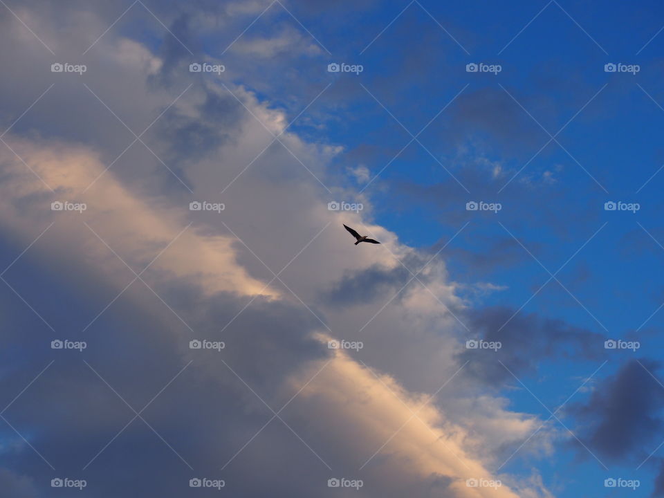 clouds and bird