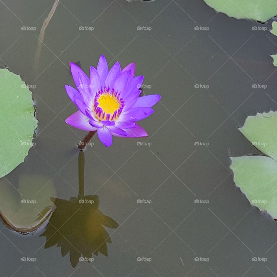lotus flower.