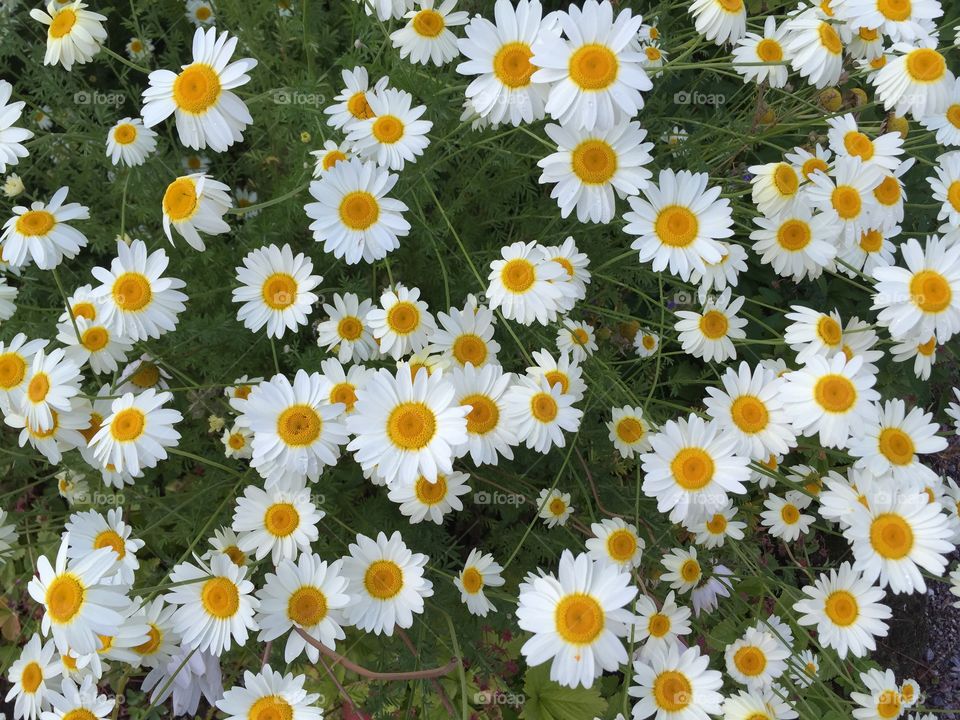 Daisies