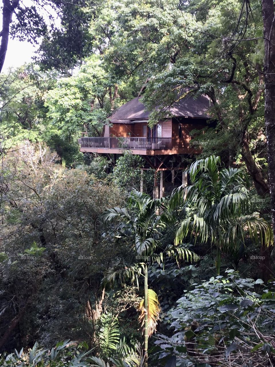 House among trees - India