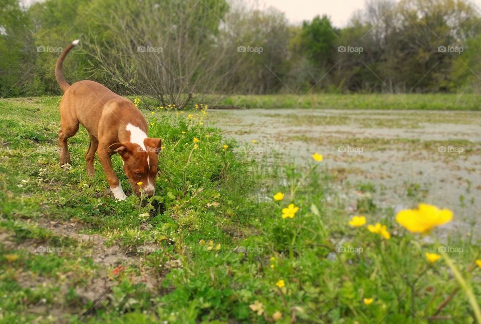 A puppy exploring a pond with yellow wildflowers in Spring