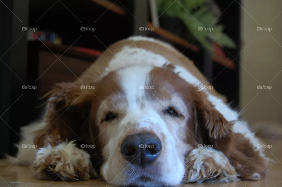 My dog
