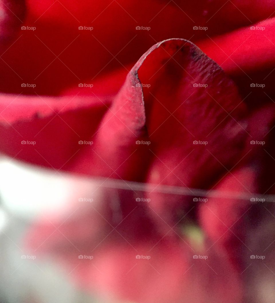 Red rose in cellophane macro