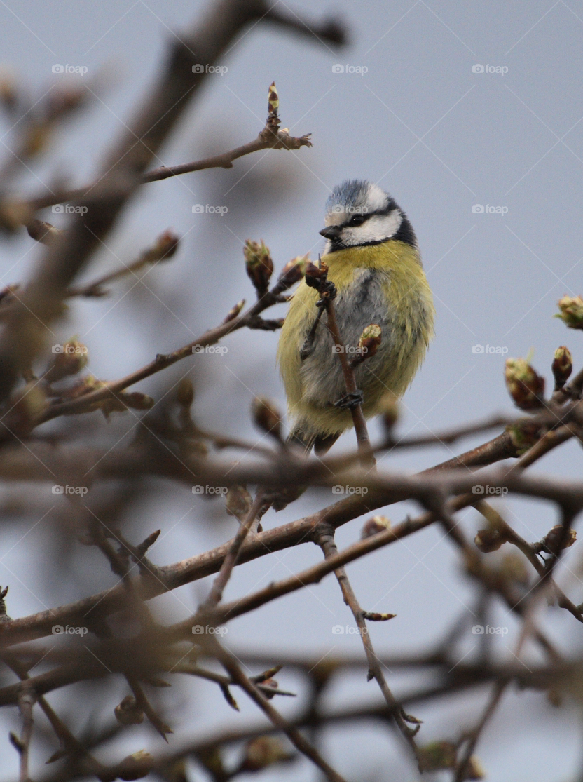 Blue tit