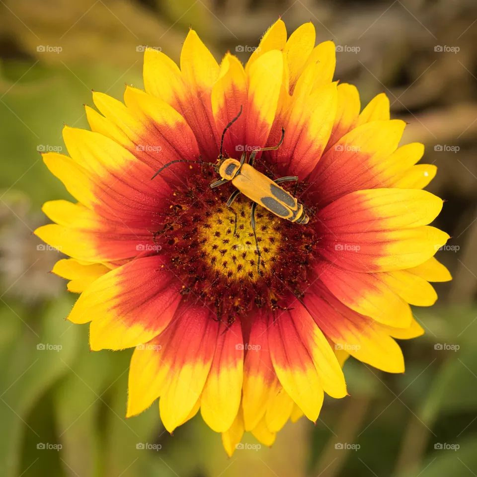 Yellow and orange