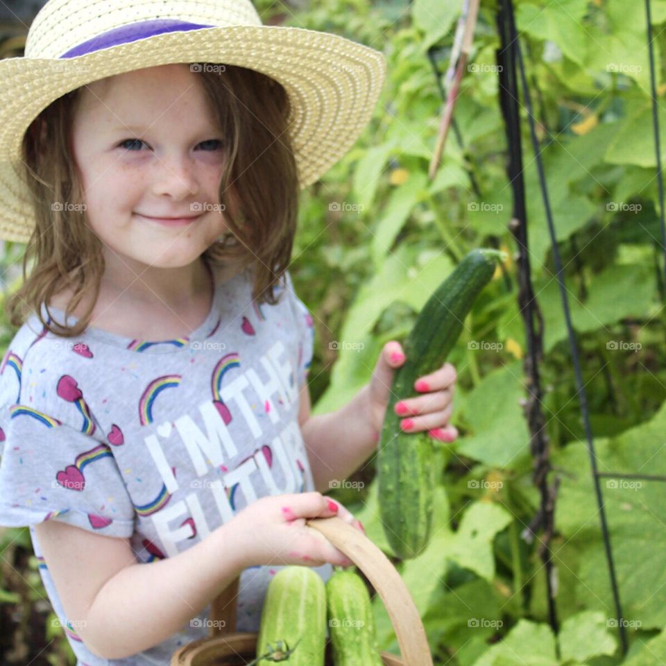 Picking cucumbers 