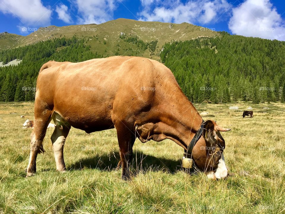 mountain landscape with a cow in the foreground at pasture