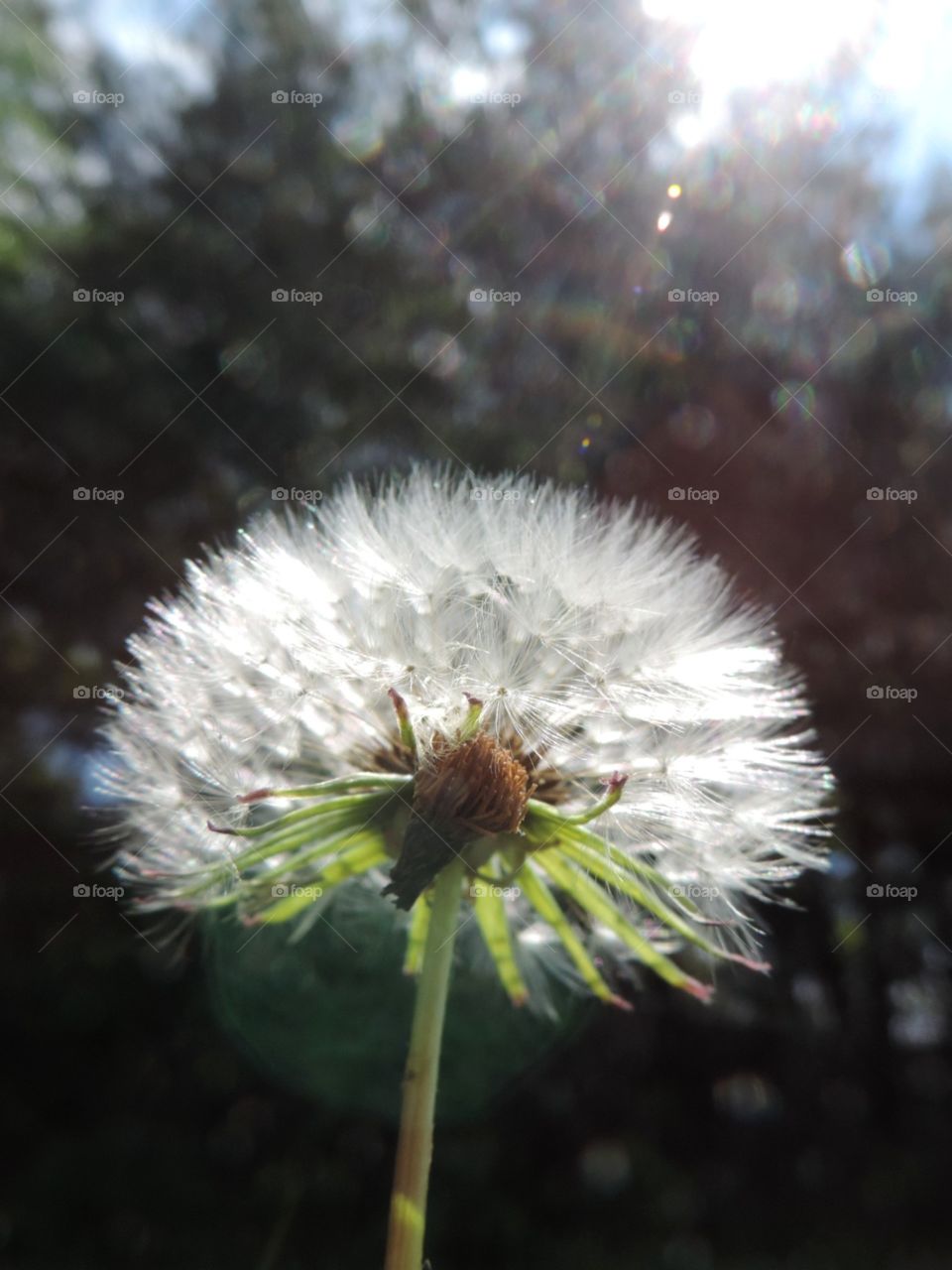 Fluffy. A dandelion puff in shiny sunbeams