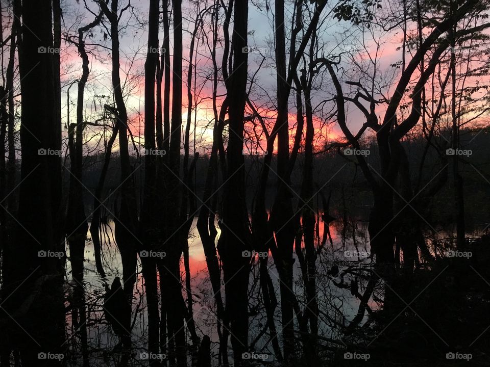 Swamp sunset 
