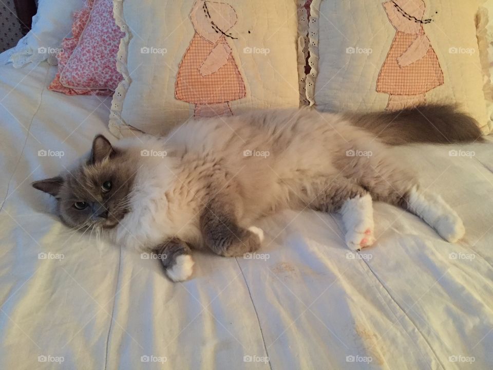 Ragdoll cat resting 