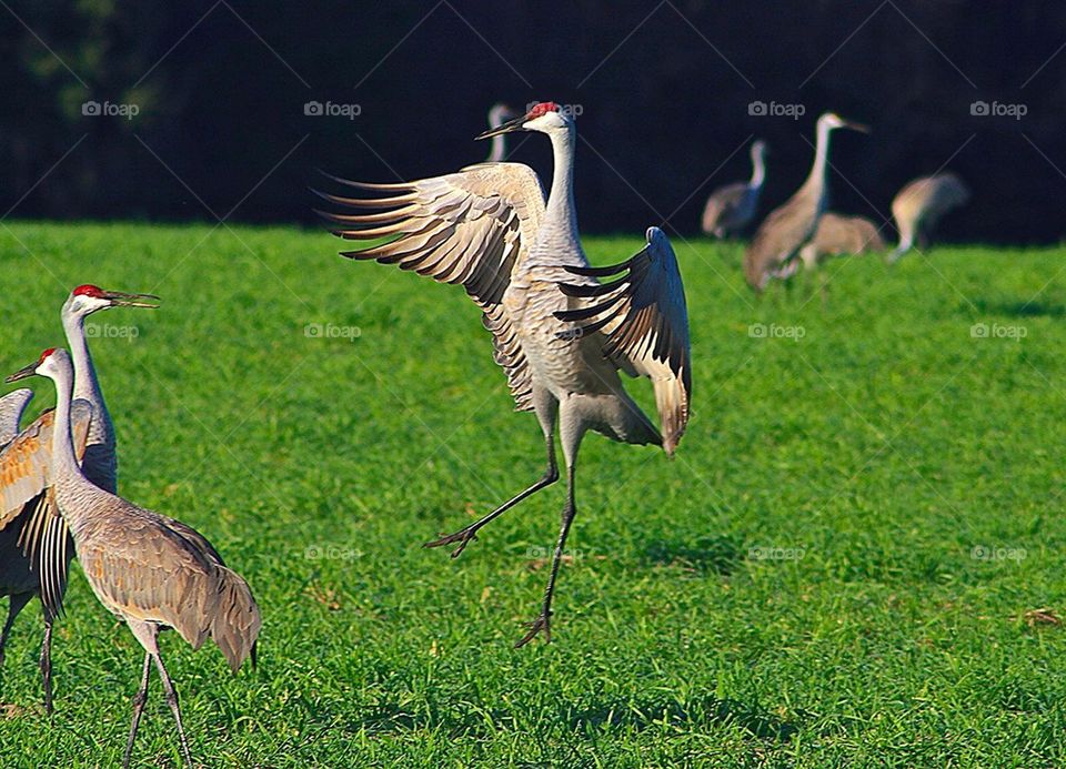 Dance of the Sandhill Crane