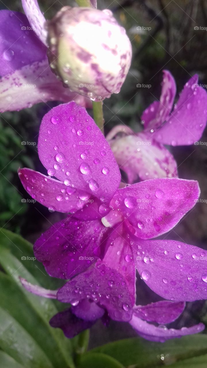 purple colour orchid flower